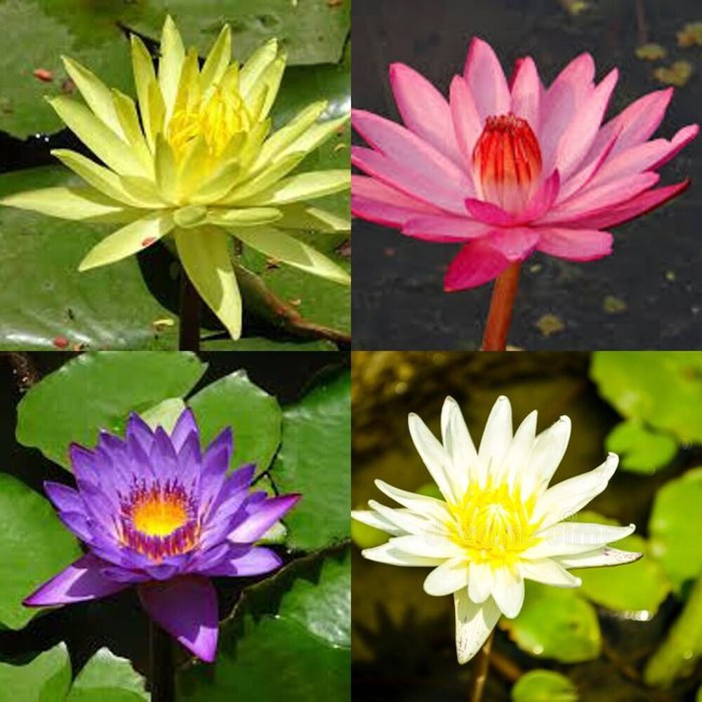 
plante aquatique : jardin du lavoir 
Jardin