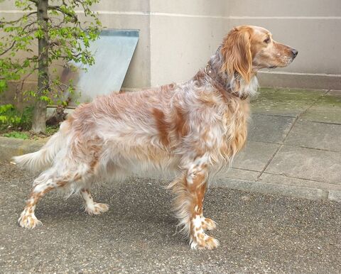 M&acirc;le Setter Anglais pour saillie 200 69800 Saint-priest