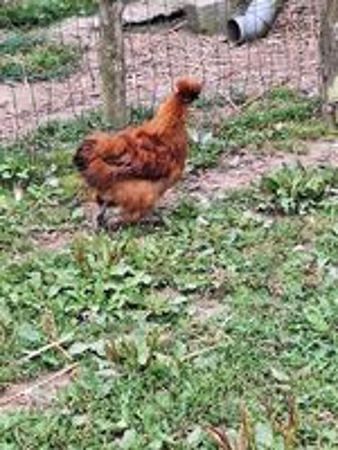   Poule de soie fauve  