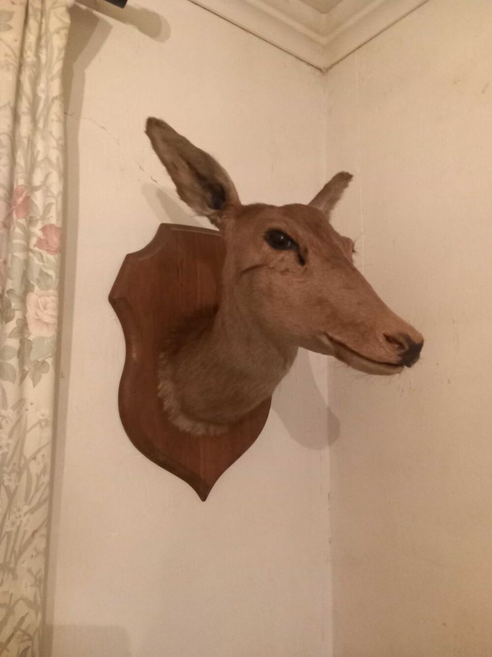 troph&eacute;e biche 