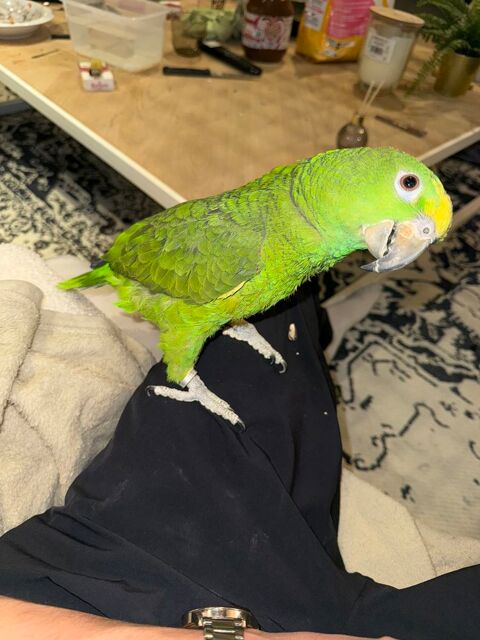 Perroquet Amazon  1500 42000 Saint-�tienne