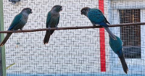   Jeunes Conure Pyrrhura Molinae turquoise. 