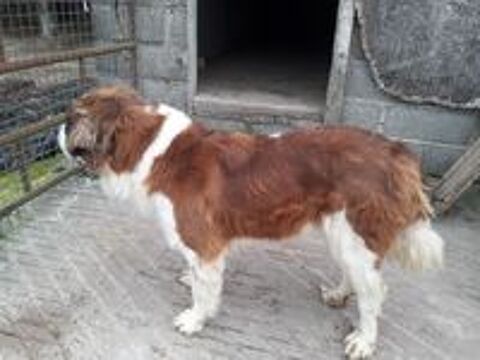   Chienne Saint Bernard 
