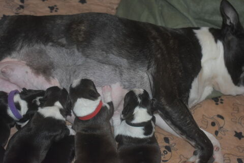 3 filles et 3 gar&ccedil;ons chiots LOF Bostons terriers &agrave; r&eacute;server 2200 86000 Poitiers