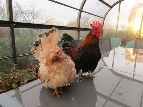 poules serama 50 21310 B�ze