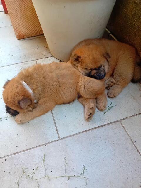 DON CHIOTS CHOW CHOW 0 34000 Montpellier