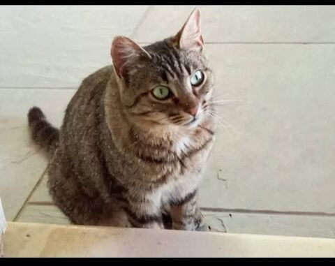Chat RAKCHAT à l adoption 200 30130 Pont-saint-esprit