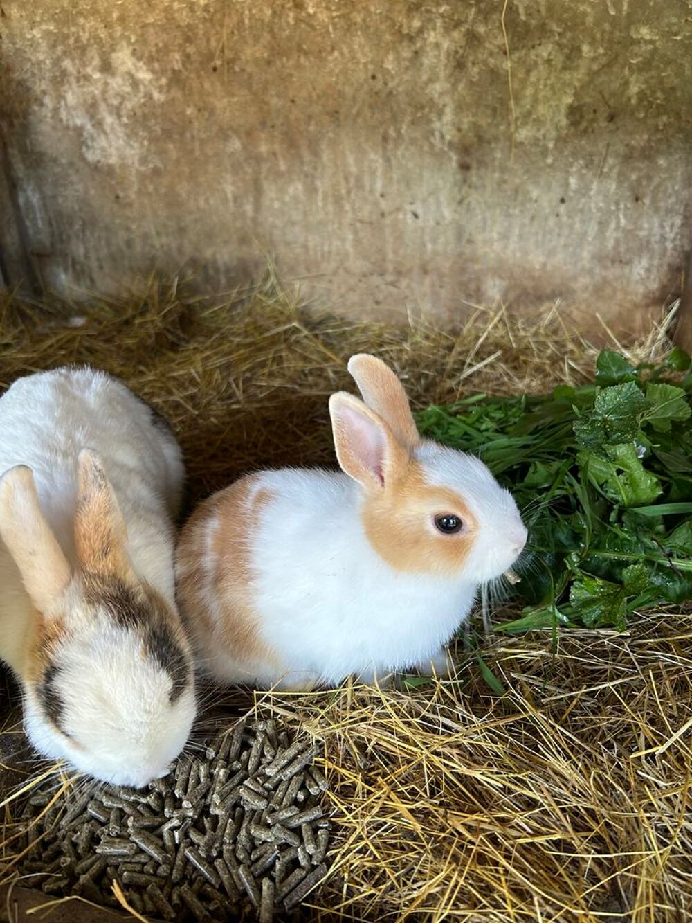   Lapins, Lapins nains et cochons d'Inde  