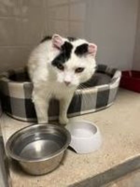   Chat MITSOU  l adoption 