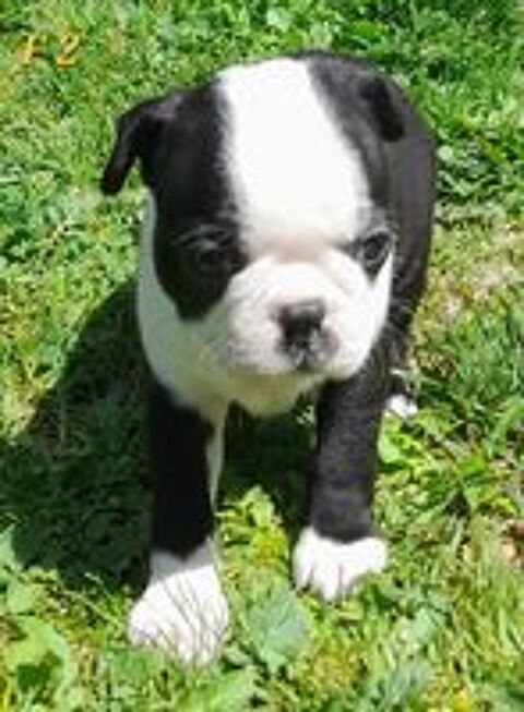   Chiots Bostons terriers  