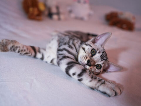 Chatons Bengal LOOF 1200 34140 Mèze