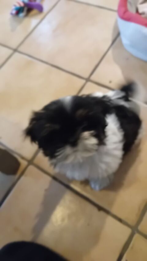 Recherche chiot shitzu ou bichon maltais  850 64220 Saint-jean-pied-de-port