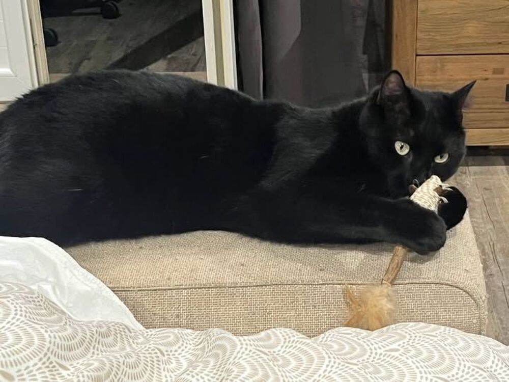   Chat REGLISSE à l adoption 