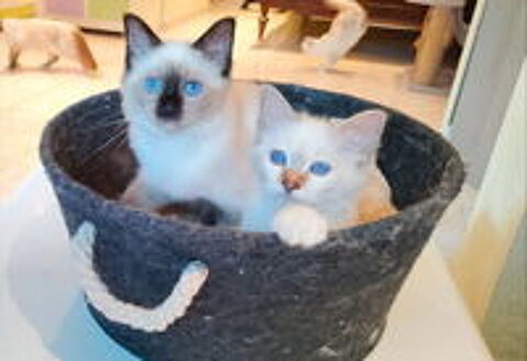   Magnifique chatons Sacré de Birmanie Loof 