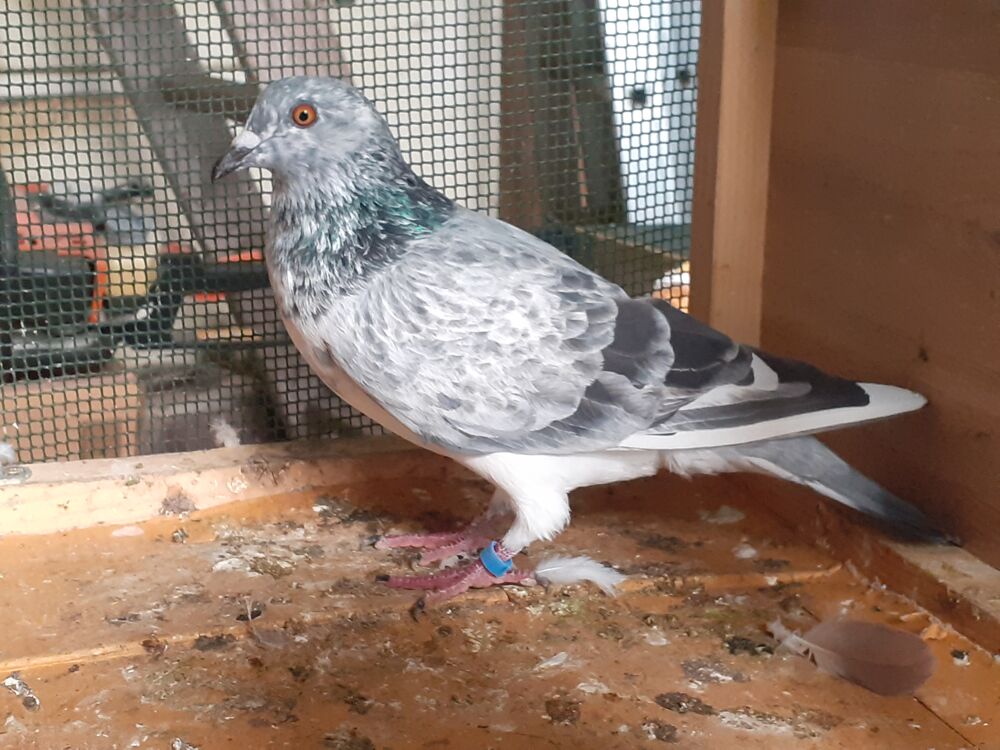   COUPLE de PIGEONS TYPE VOYAGEUR 