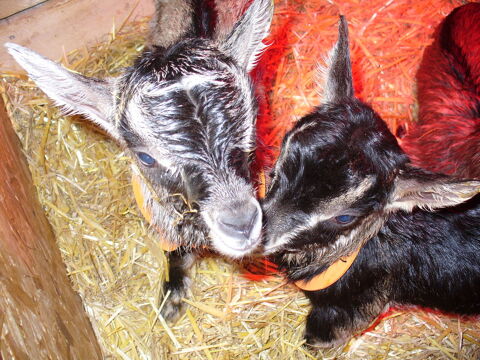 : Deux petites chevrettes et des chevreaux à sauver... 40 04530 Saint-paul-sur-ubaye