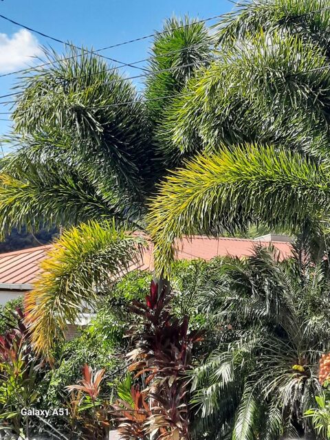 Jeunes palmiers queue de renard 15 Sch�lcher (97)