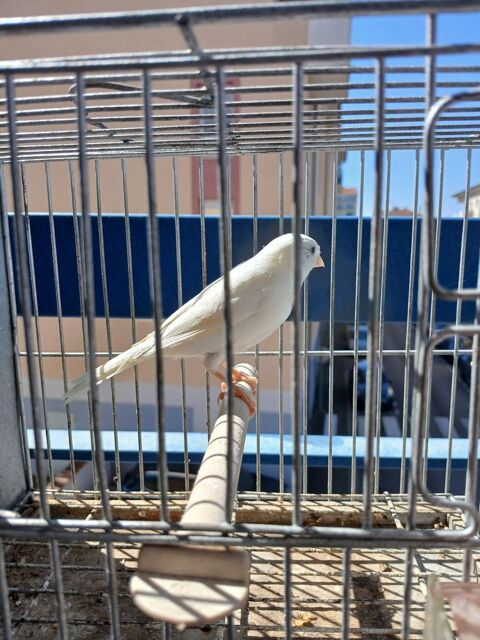 Canaris 35 26100 Romans-sur-is�re