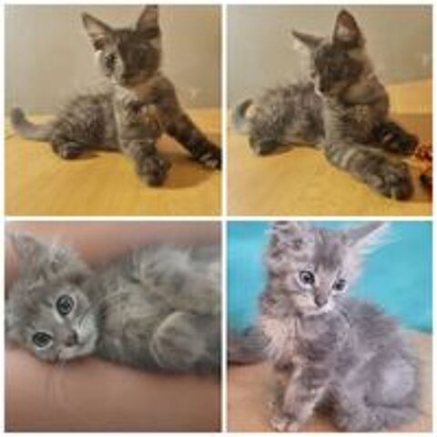   Maine coon loof polydactyle 