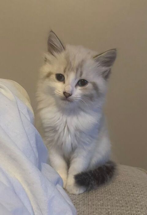 Chaton femelle 3 mois 0 78300 Poissy