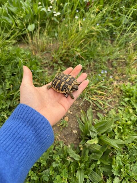 Tortue Hermann de 2024 110 42140 Chazelles-sur-lyon