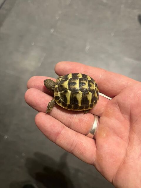 Tortue 60 95400 Villiers-le-bel