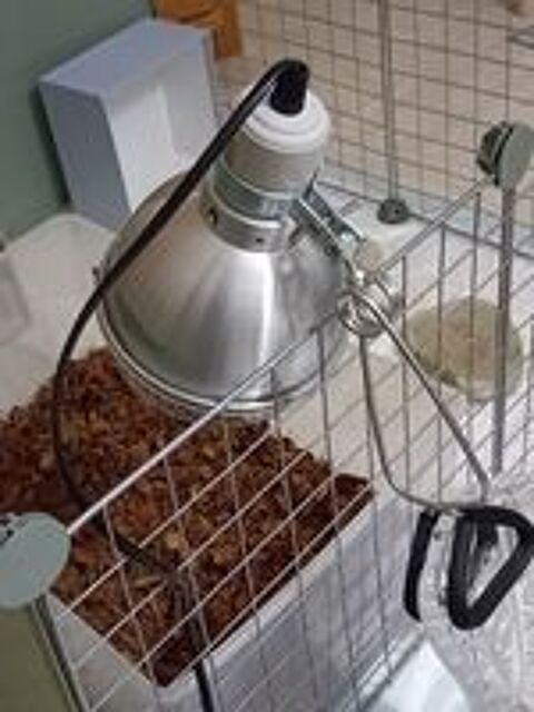   Dôme et lampe chauffante pour reptiles 