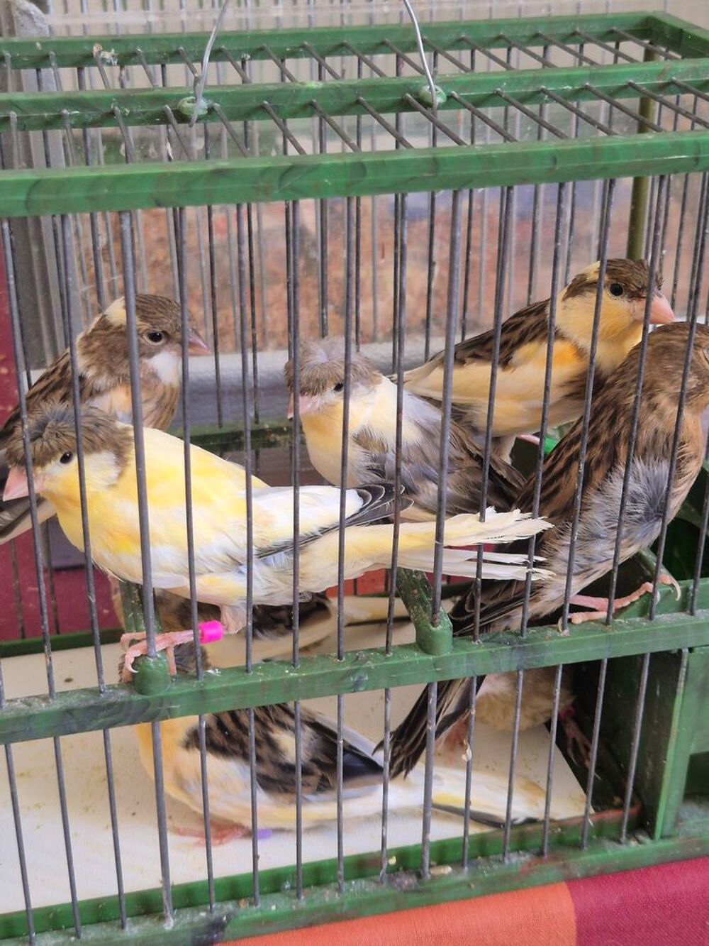   Couples de canari  