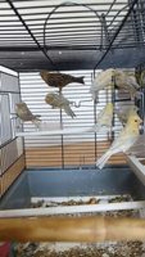   Oiseaux  canaris  