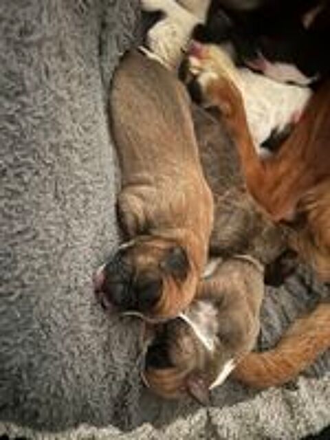   chient boxer 