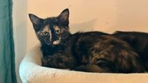   Chat FLORIDA à l adoption 