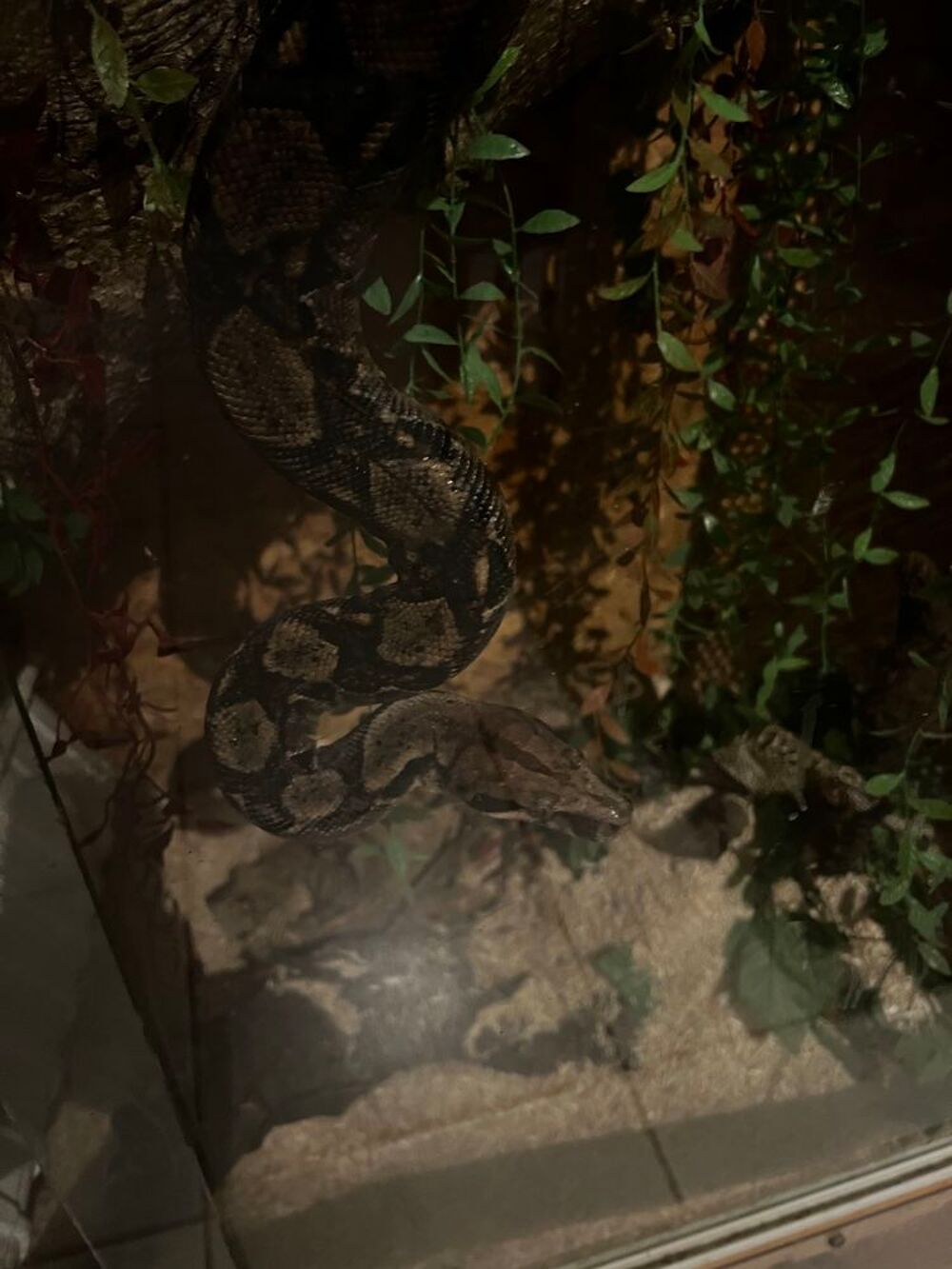 terrarium avec son boa Meubles