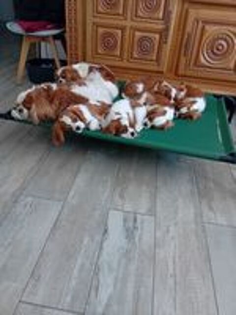   5 chiots Blenheim : 3 femelles  et 2 mâles  