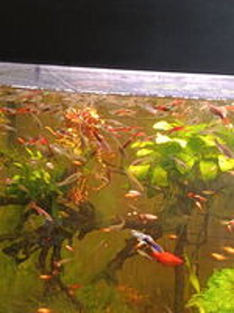   Poisson endler  
