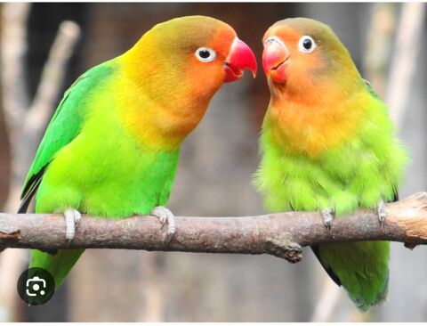 lot d'ins&eacute;parable 10 31290 Villefranche-de-lauragais