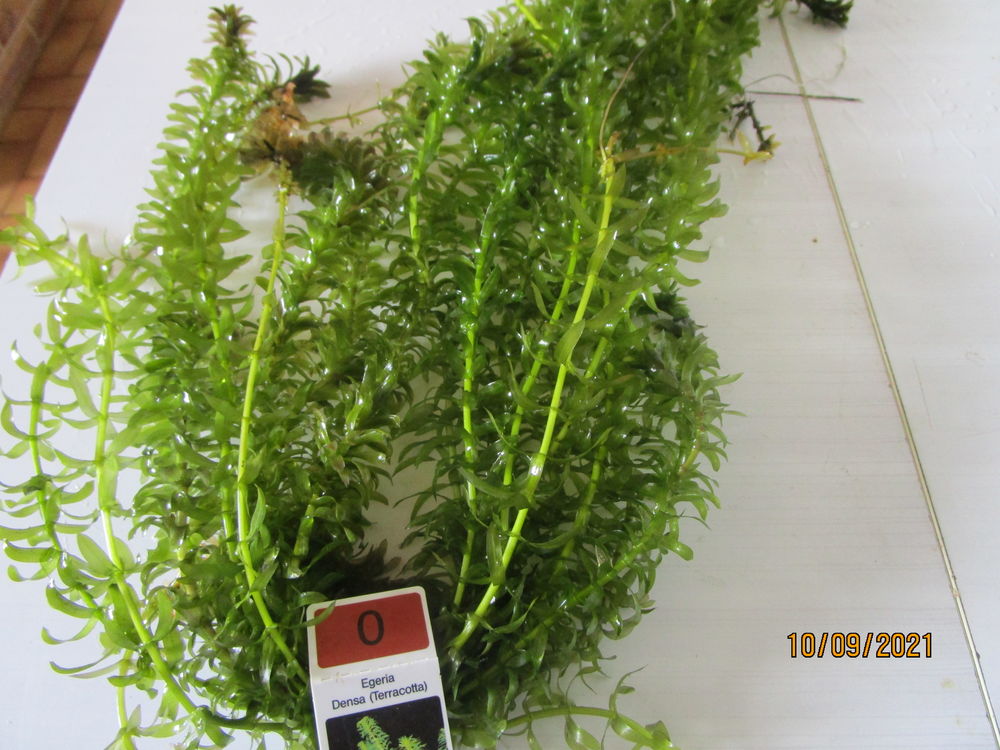   plante d'aquarium EGERIA DENSA 