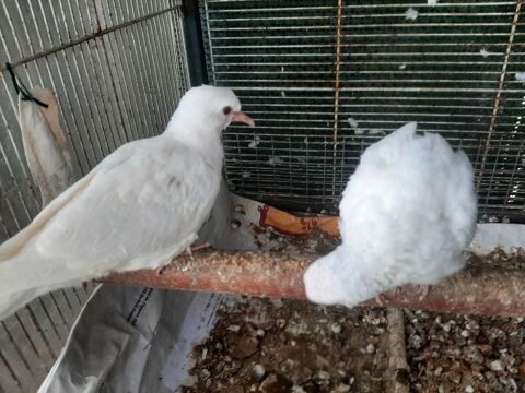 Colombes 20 78420 Carri�res-sur-seine