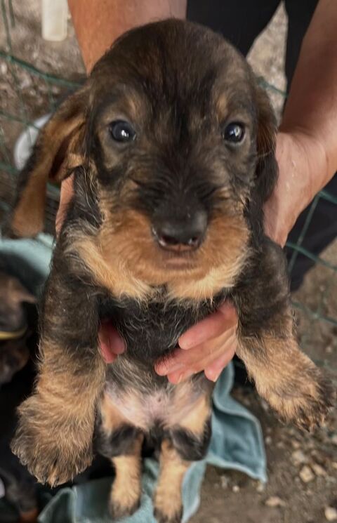 A r&eacute;server chiot teckel &agrave; poil dur. 0 81100 Castres