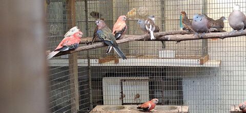 Don perruches de Bourke 0 17700 Surg�res