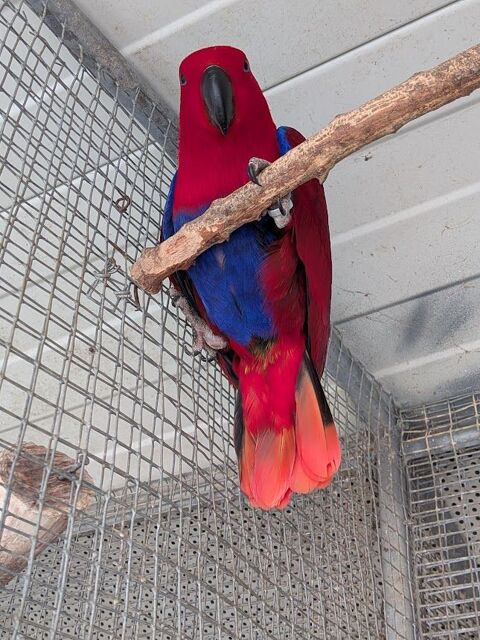 Eclectus roratus 600 81700 Saint-germain-des-pr�s