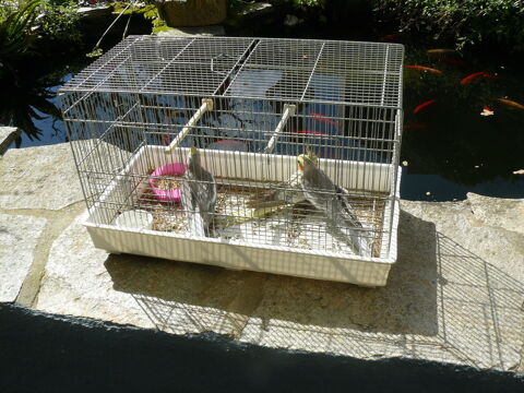 perruches callopsitte 50 22000 Saint-brieuc