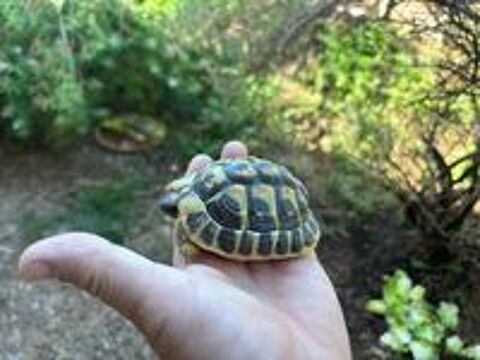   Tortues de terre 