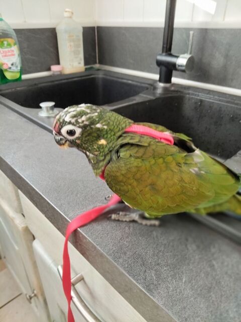 Pionus Maximilien 450 42560 Saint-jean-soleymieux