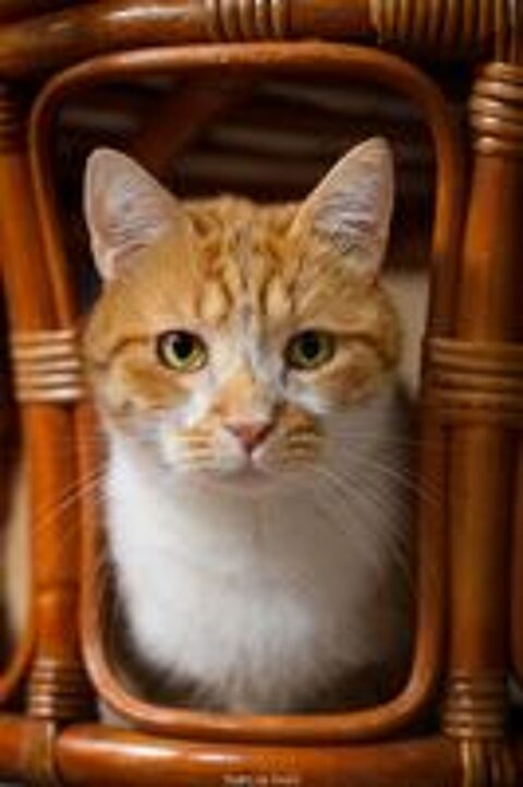   Photographe animalier pour chien, chat et NAC 