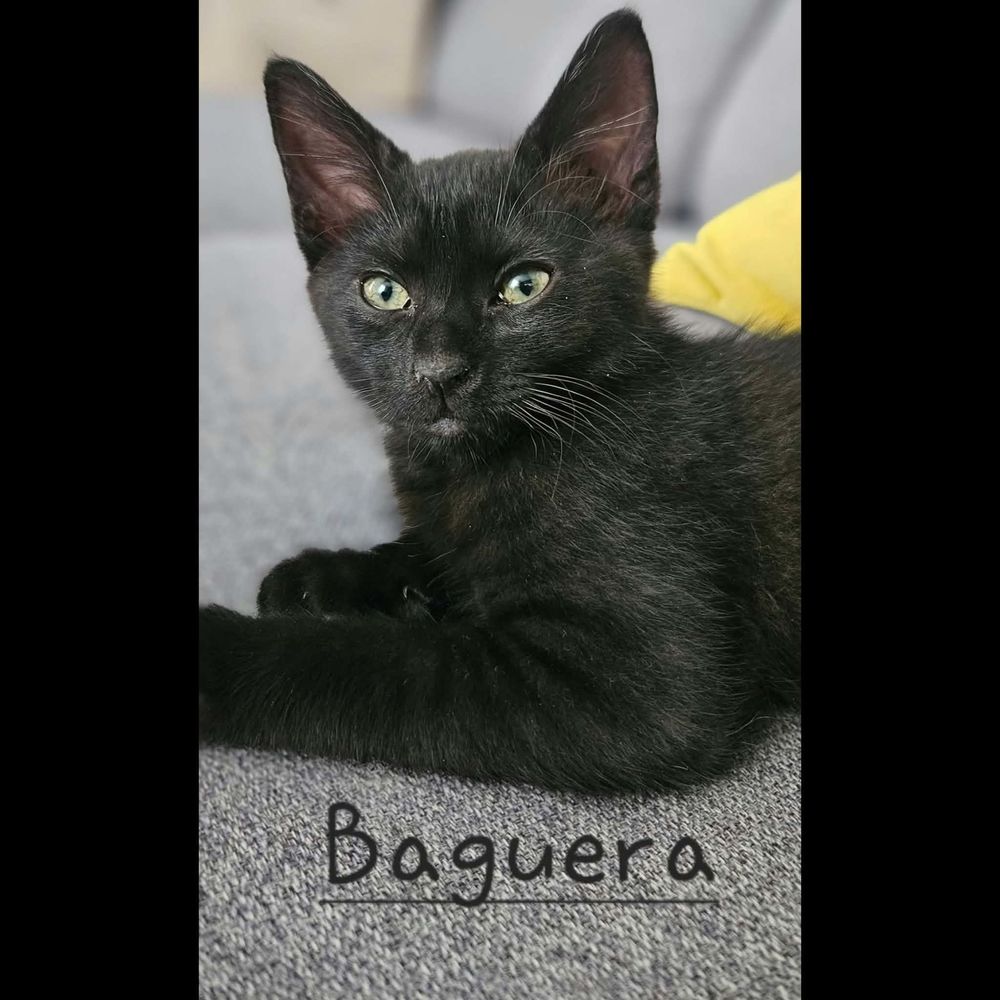   BAGUERA 