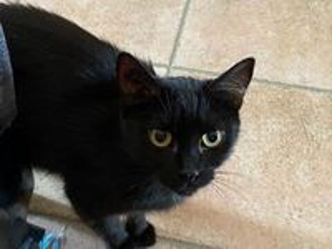   Ava jeune chatte noire 10 mois calme gentille a adopter 