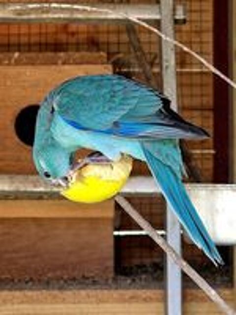   Grande Perruche sparrman bleu cinnamon bleu ou jaune Kakari 