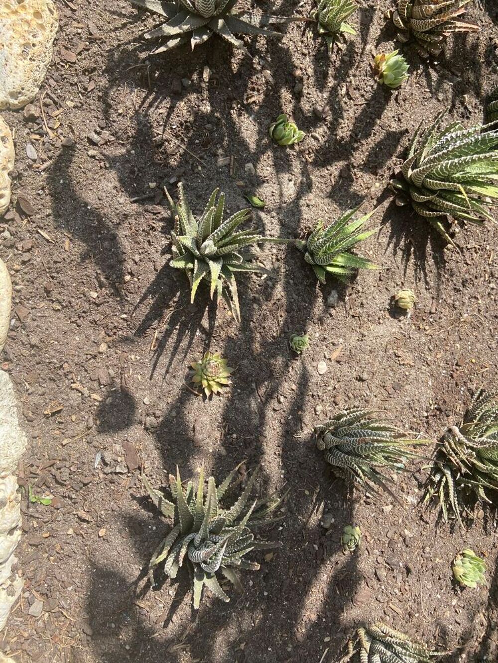 plante grasse Jardin
