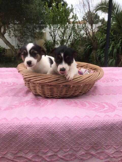 Chiots Jack Russel 700 40230 Saint-vincent-de-tyrosse