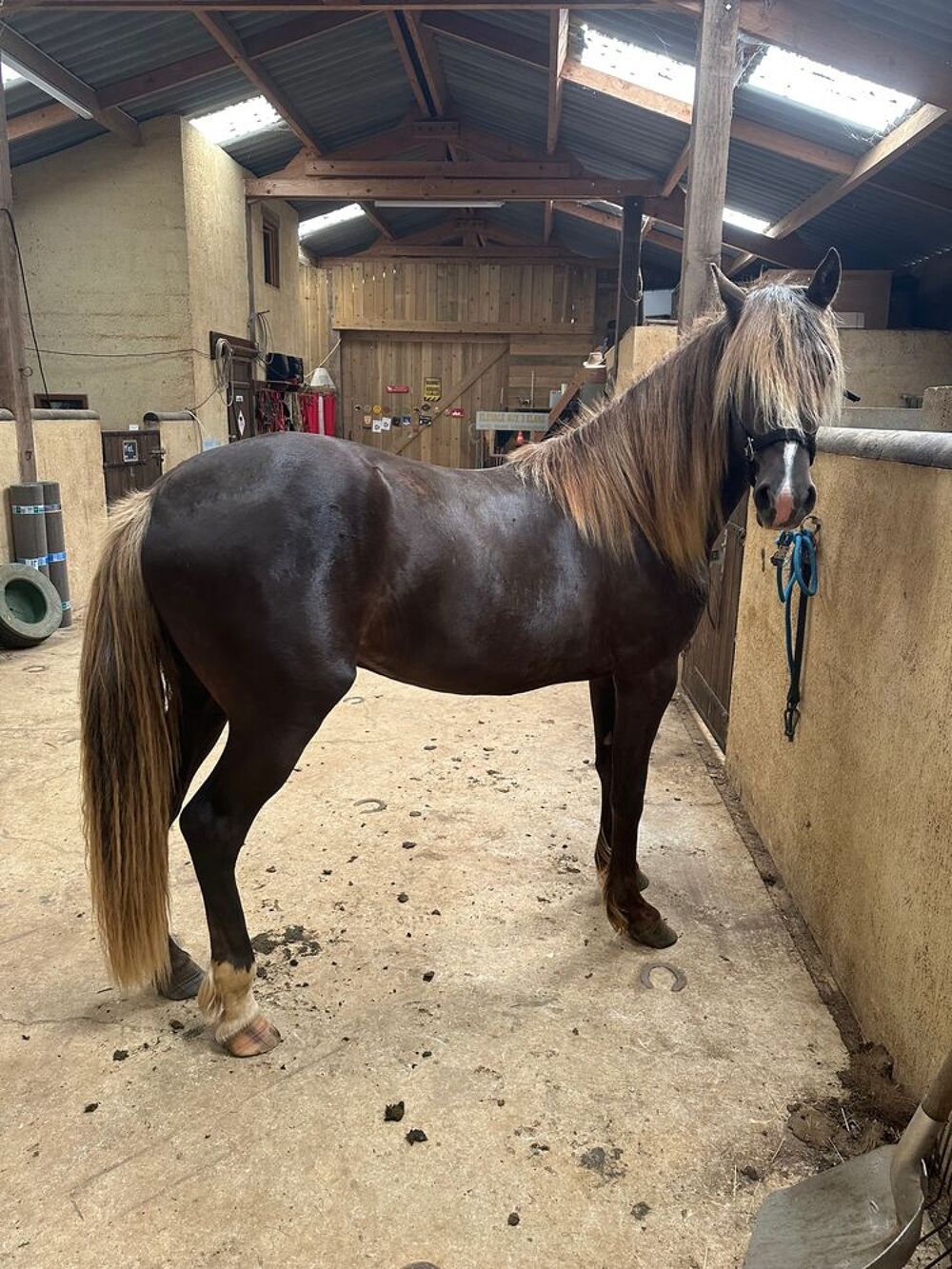   poulain  3/4 rocky mountain horse 